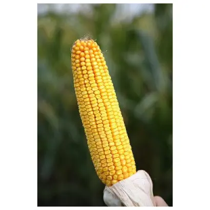 Artenyo / Артеніо