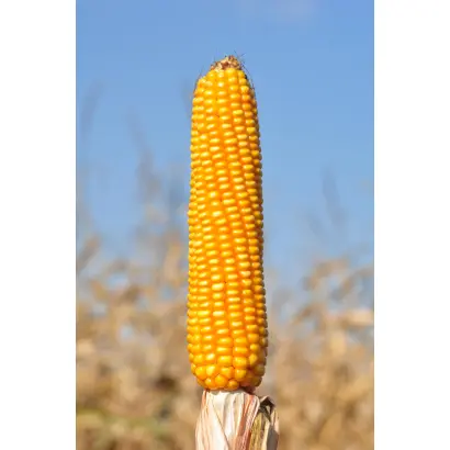 Arturo / Артуро