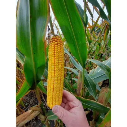 BADIANE / БАДІАН