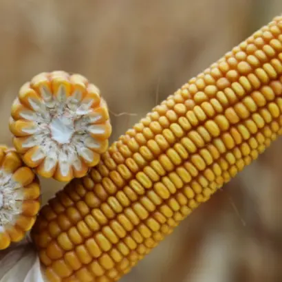 BIGBEAT / БІГБІТ