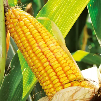 Bonfire / Бонфаєр