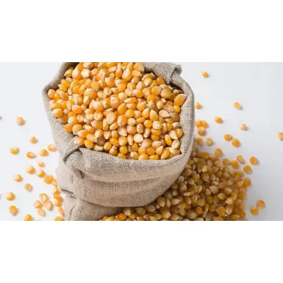 Bullinga / Буллінга