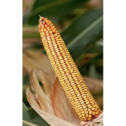 Bc 418 B / Бц 418 Б