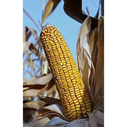 Valeta / Валета