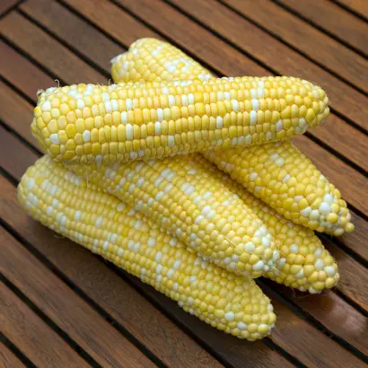 WAKEFIELD / Вейкфілд