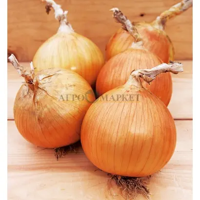 VERDON / ВЕРДОН