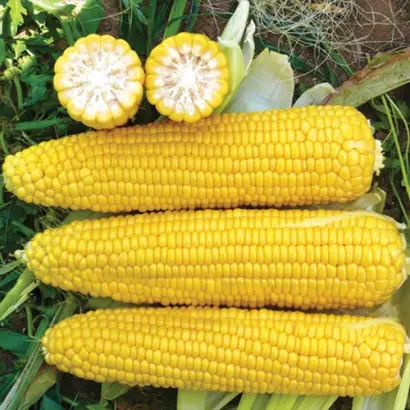 Winterstone / Вінтерстоун