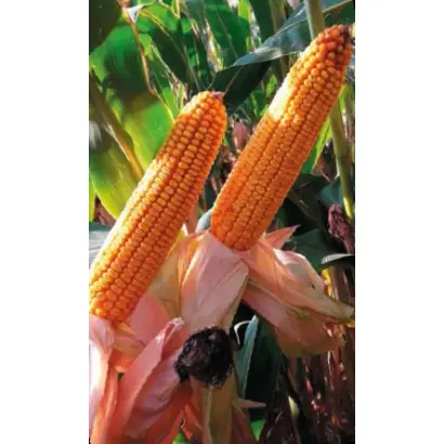 Glumanda / Глуманда