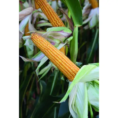 Danubio / Данубіо