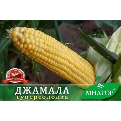 DZ Spalakh / ДЗ Спалах