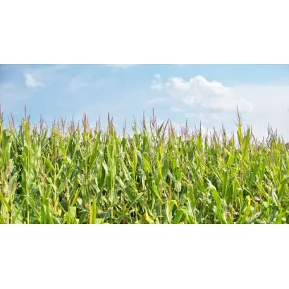 DKC 4490 / ДКС 4490