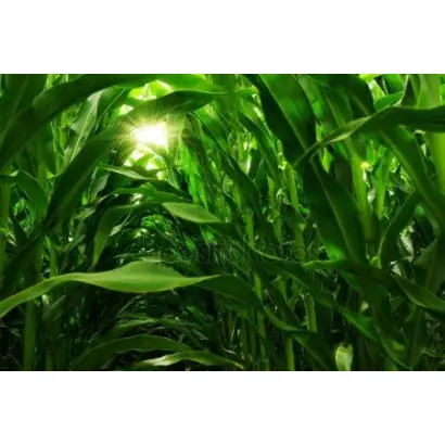 DKC 4964 / ДКС 4964