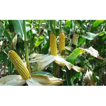 DKC3052 / ДКС3052