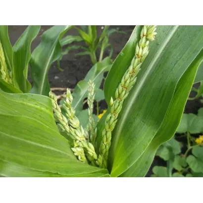 DKC3441 / ДКС3441