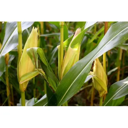 DKC3623 / ДКС3623