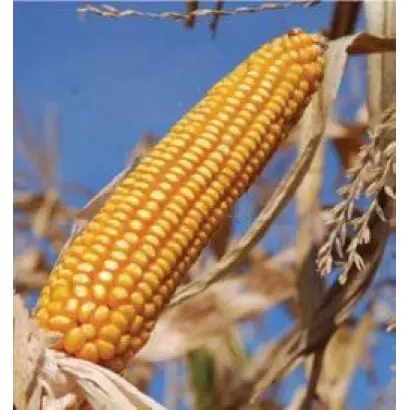 DKC3705 / ДКС3705