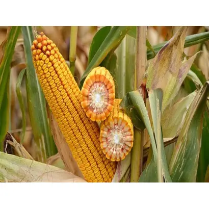 DKC3969 / ДКС3969