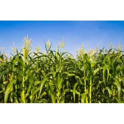 DKC4351 / ДКС4351