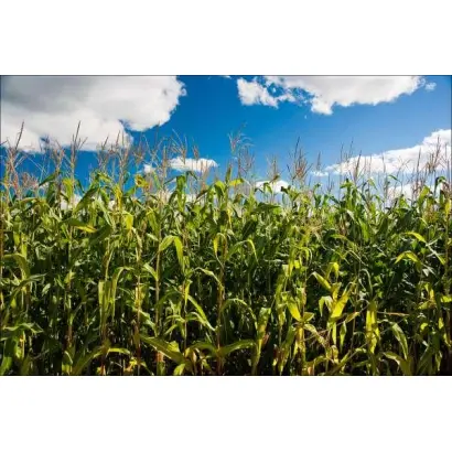 DKC4590 / ДКС4590