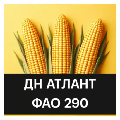 ДН Анаіт