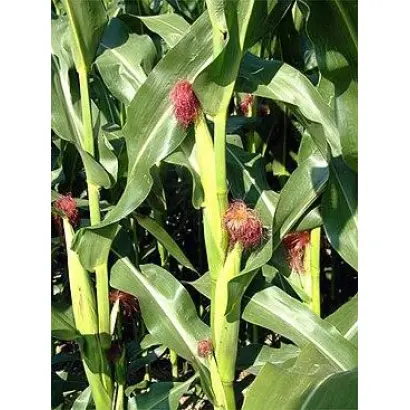 Drivia / Дрівіа