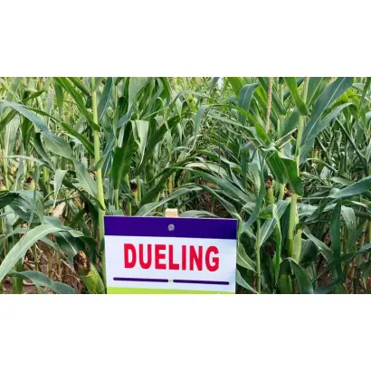 DUELING / ДУЕЛІНГ