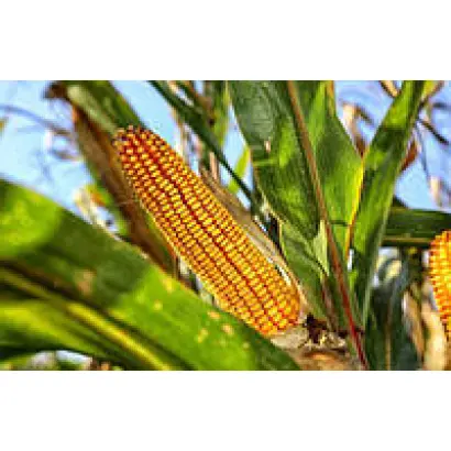 Дункан 233 СВ