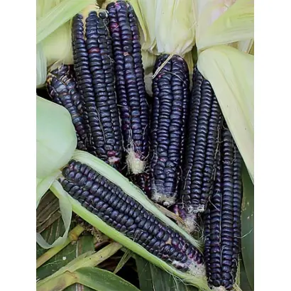 EXXOTIKA / ЕККЗОТІКА