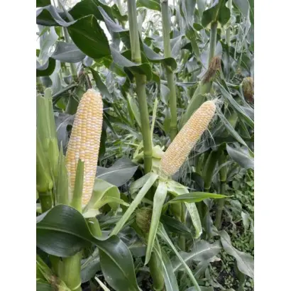 Eclatant / Еклатант