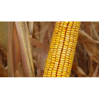 Елітнянський