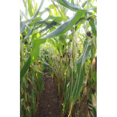 ES TRAVELER / ЕС ТРЕВЕЛЕР