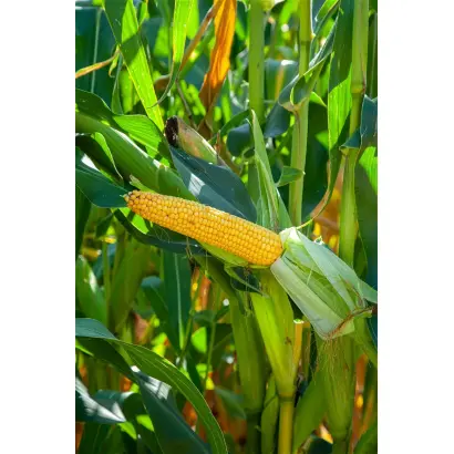 ES Fieldgold / ЕС Філдголд