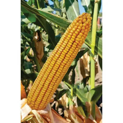 ZPSC 434 / ЗПСК 434