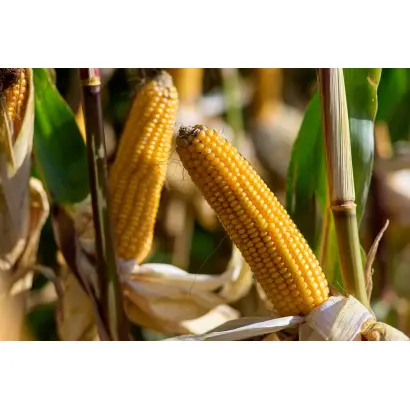 Sumumba / Зумумба