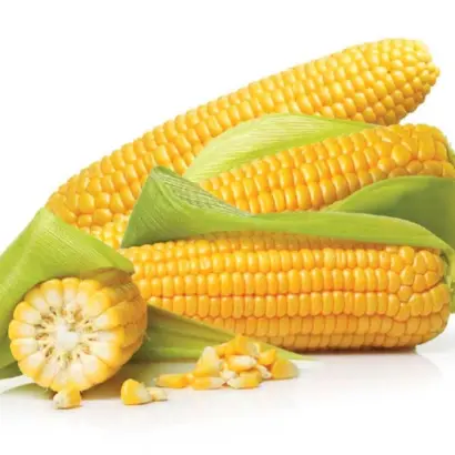 Surista / Зуріста