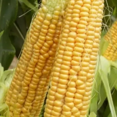 Ігорів 290 СВ