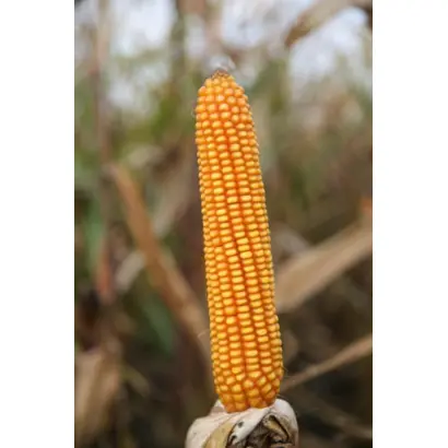 Casandro / Касандро