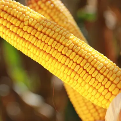 KARPATIS / КАРПАТІС