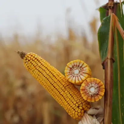 KWS AKUSTIKA / КВС АКУСТИКА