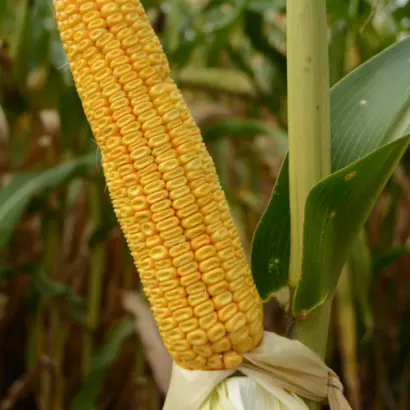 KWS ALLEGRO / КВС АЛЛЕГРО