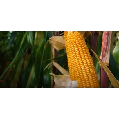 KWS JAIPUR / КВС ДЖАЙПУР