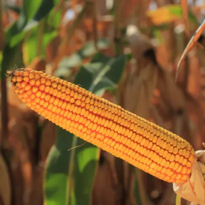 KWS LAURO / КВС ЛАУРО