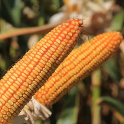 KWS LUSITANO / КВС ЛУЗІТАНО