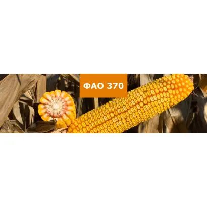 Kerala / Керала