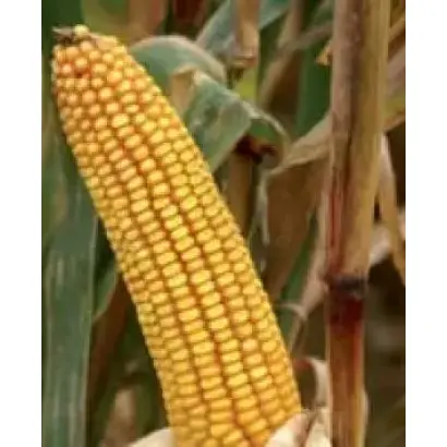 Київський 197