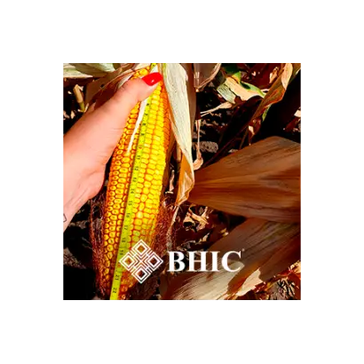 Кіцманський 215 СВ