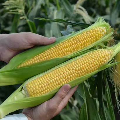 Kiskun 4368 (Liza) / Кішкун 4368 (Ліза)