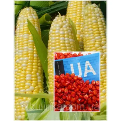 Kiskun SC 4291 (Olga) / Кішкун СЦ 4291 (Ольга)