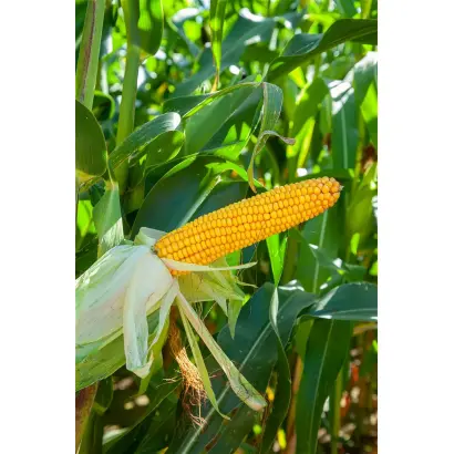 Chianti CS / Кіянті КС