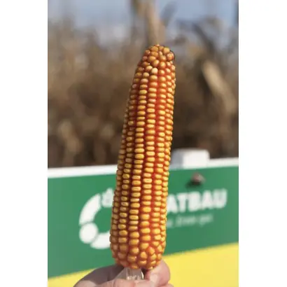 Contento / Контенто